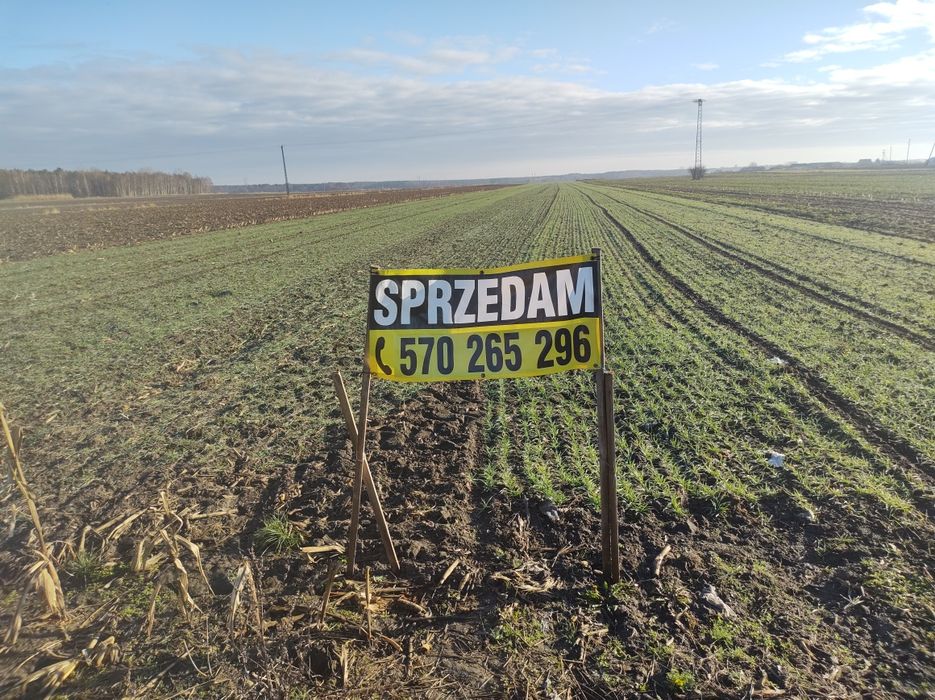 Wędliny prosto z wędzarni