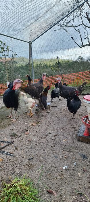 Vendo 3 casais de perús de várias cores