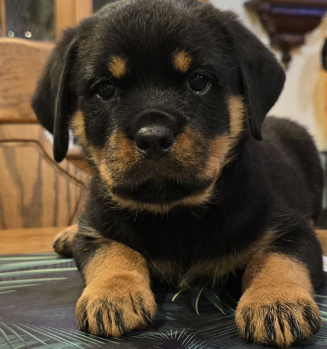 Rottweiler szczeniak fci zkwp