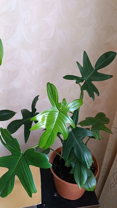 Цветок Лиана филодендрон