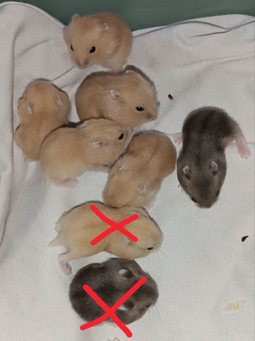 Młode chomiczki dżungarskie