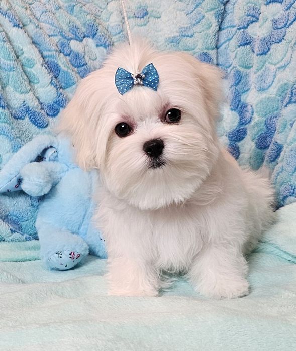 Maltańczyk śliczny piesek FCI.