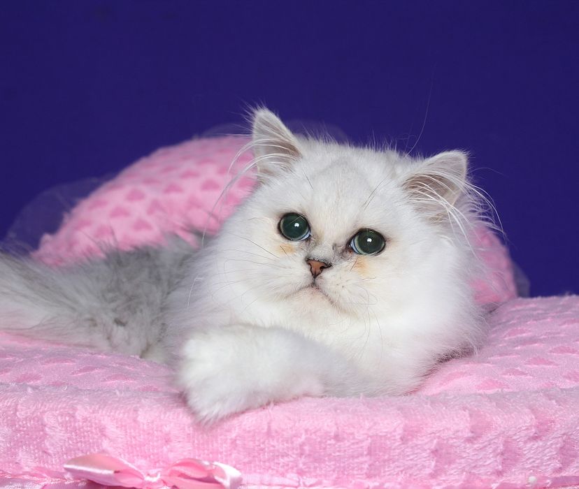Персидский мальчик