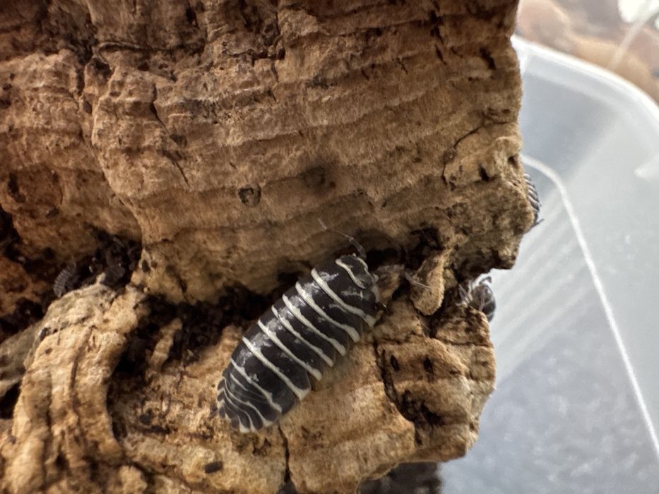 Isopody prosionki