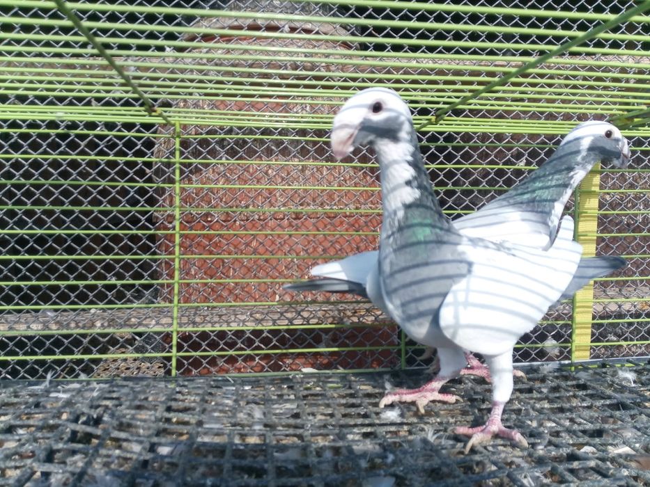 Para niemieckich wystawowych szekuw