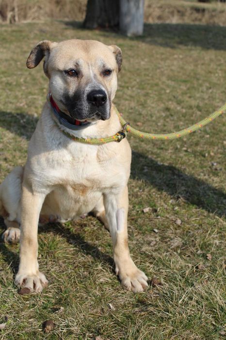 104984 Elza do adopcji.