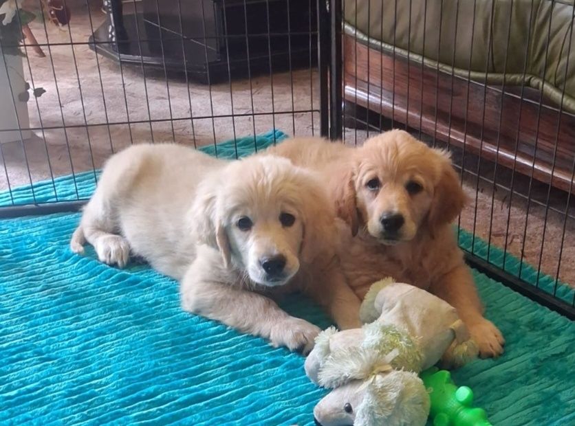 Golden Retriever ZkwP FCI