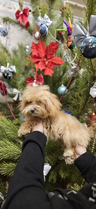 Мальтипушка 7мес