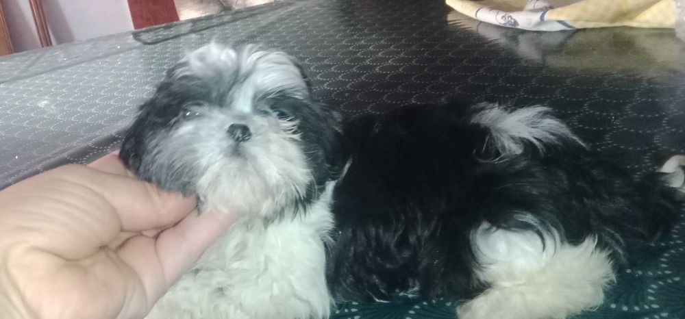 shih-tzu fêmea com LOP (pedigree)