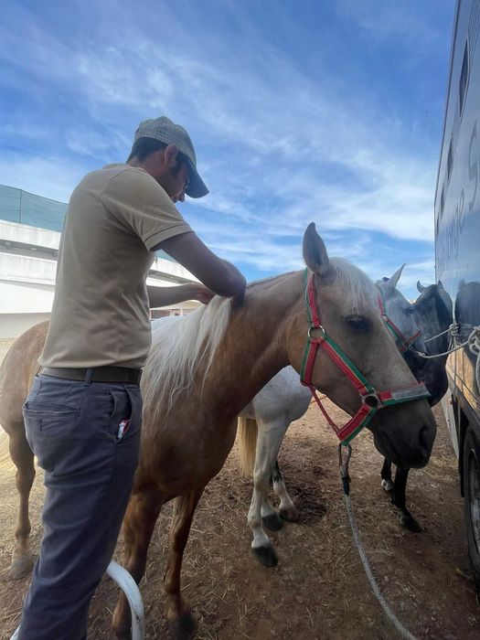 Entrançador de Cavalos