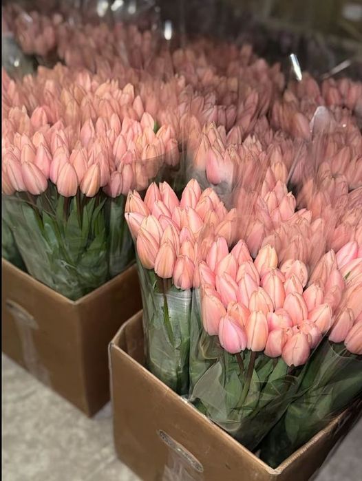 Тюльпани з швидкою доставкою по Україні