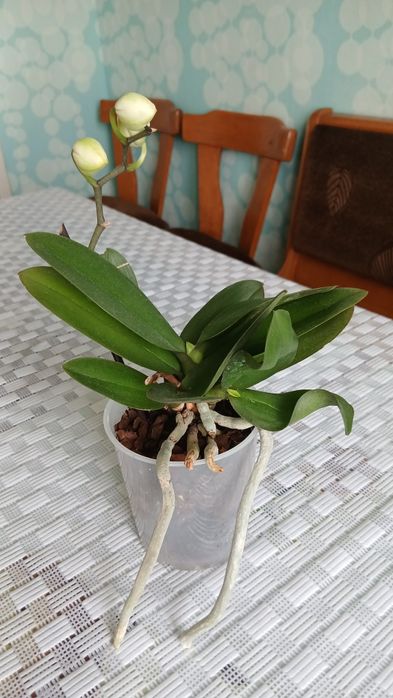 Орхідея           .