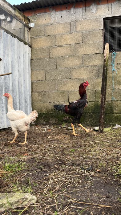 Brahamas , Indio Gigantes