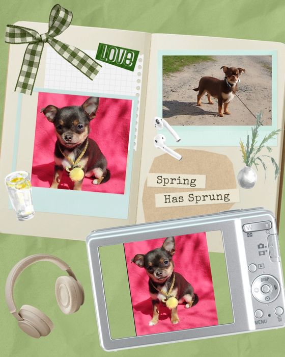 Чихуашечки- для души лучшим родителям