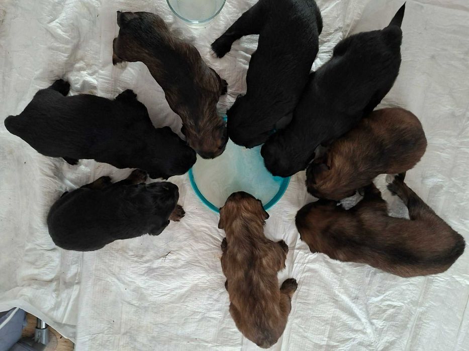 polecamy się do adopcji