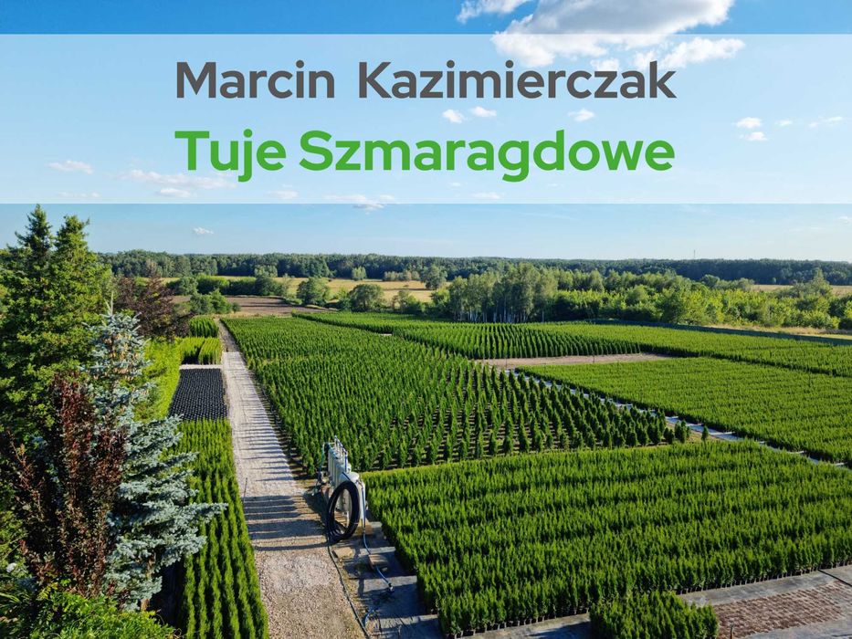 Tuja szmaragd 110-140cm szmaragdowe szmaragdowa tuje