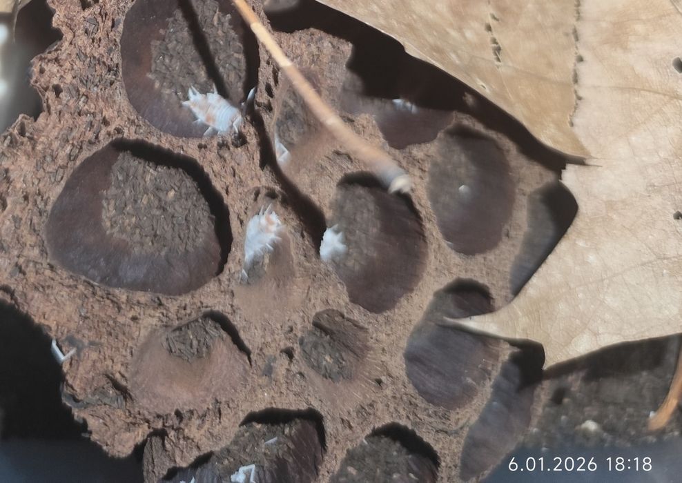 Isopody, 8 gatunków, cała hodowla