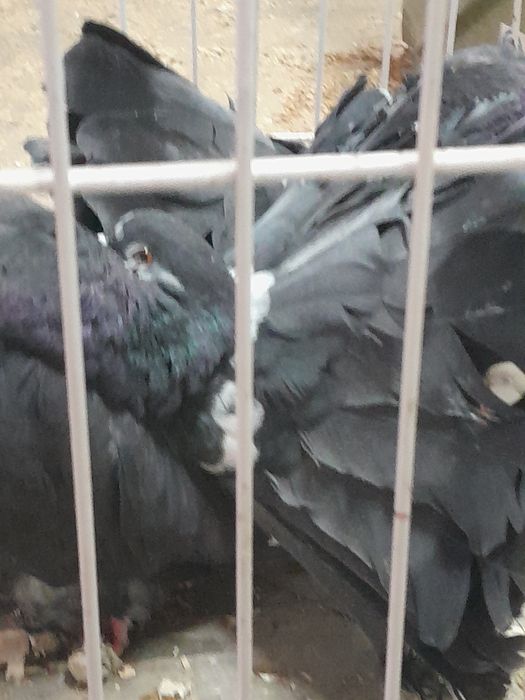 Para pawiki nowy typ