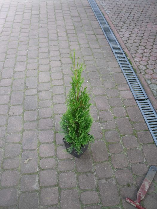 Tuja szmaragd 60cm ładna gęsta tuja szmaragdowa  OKAZJA! gruba tuja
