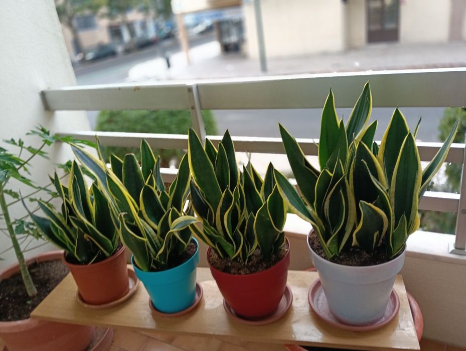 Campo Grande - Vendo Plantas Espada de S. Jorge.
