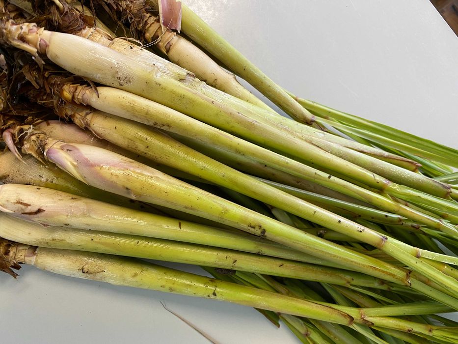 BIO-Erva Príncipe Fresca (Lemongrass) com certificado Biológico