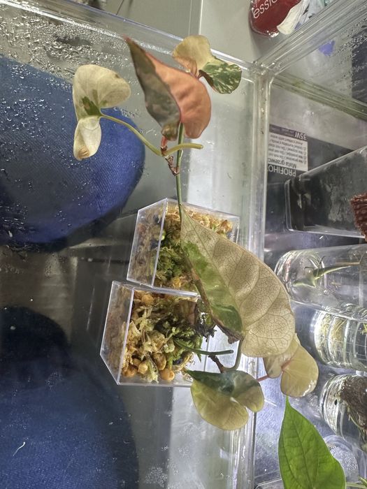 Dioscorea pink pixel, Fallopia variegata