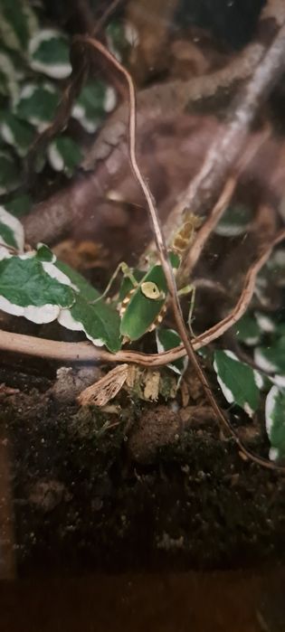 Modliszka Creobroter Gemmatus (Modliszka wspaniała)