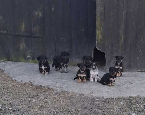 Pieski / szczeniaki/
