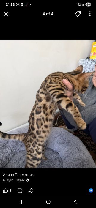 Продам Бенгала кішку 5 місяців