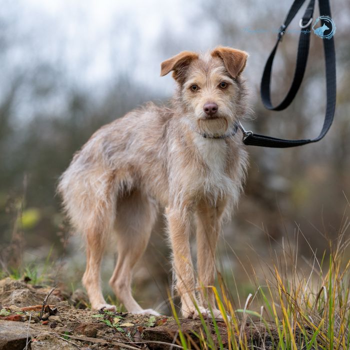 Przepiękna roczna Viola szuka domku