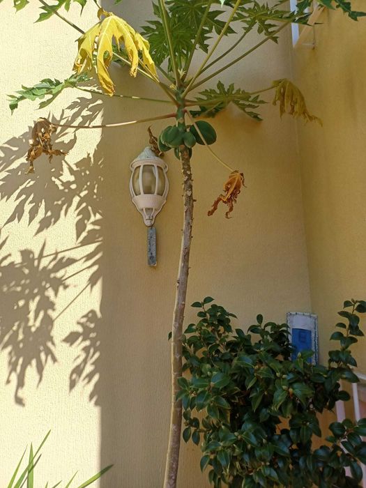 Bananeiras envasadas