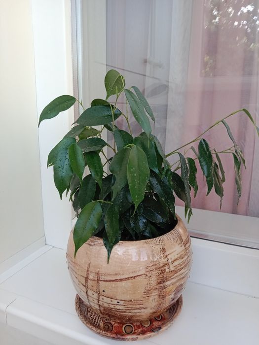 Продам комнатное растение Фикус