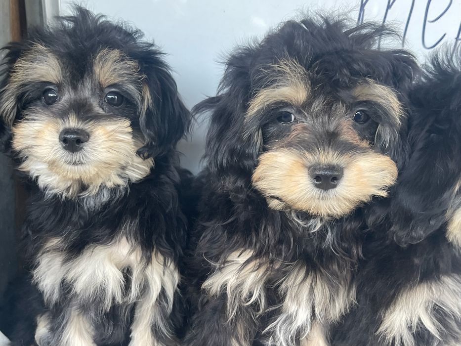 Фантомчики ф 1 та ф 2 .