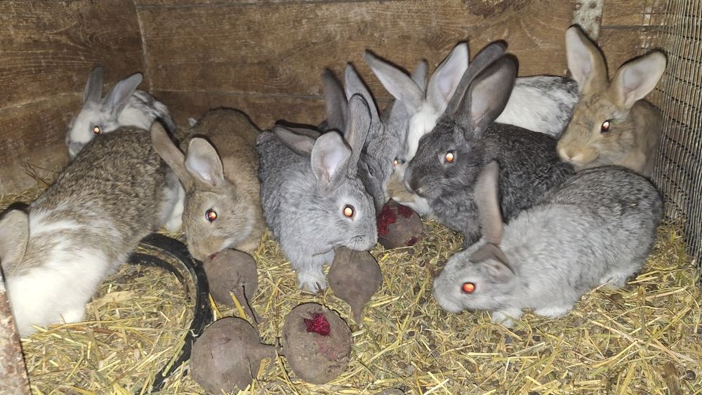 Кролики 1.5- 2 місяці