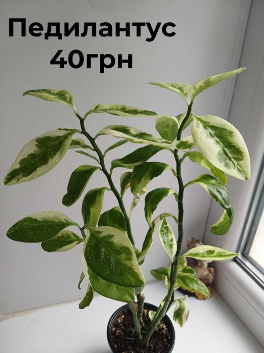 Продам комнатные цветы