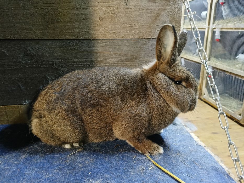 Króliki wiedeński szary