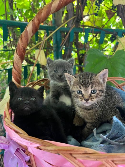 Котики муркотики