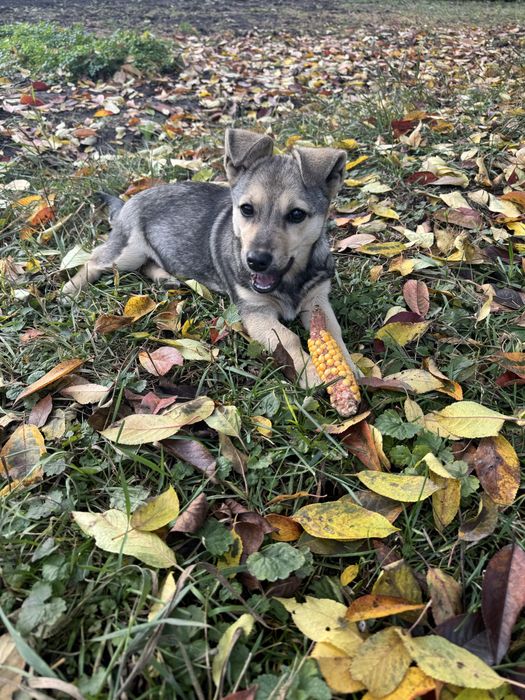 Собача маленьке, віддамо в добрі руки