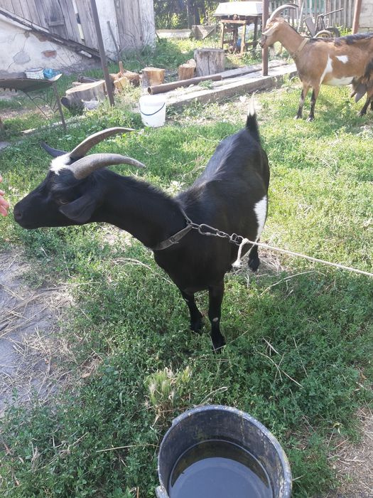 Продам дойних кіз