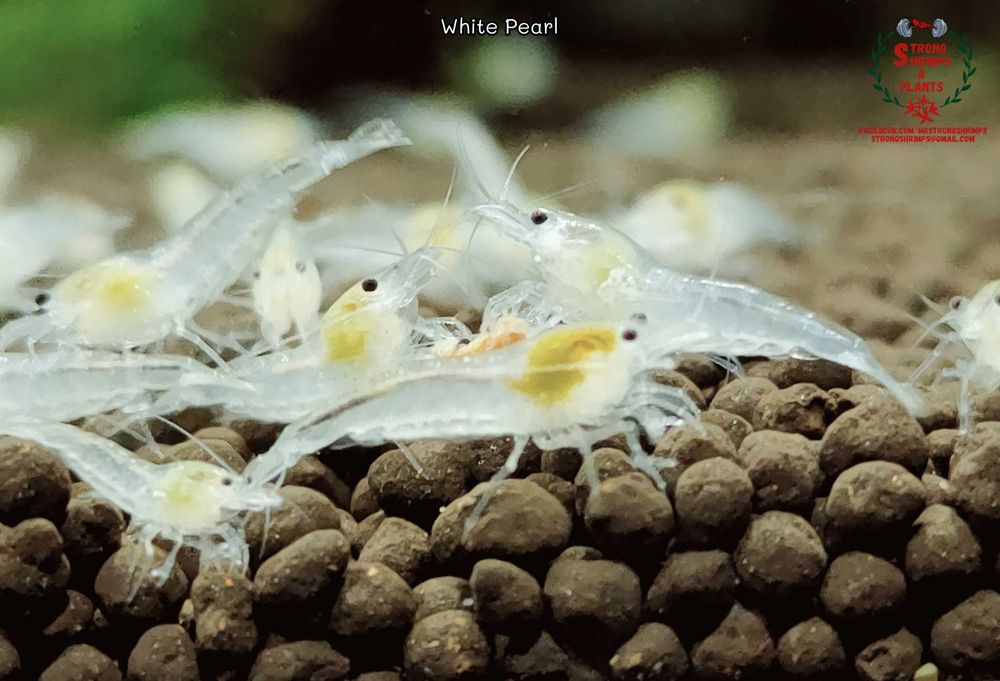 Krewetki Neocaridina White Pearl woda kranowa ZAMIANA GRATIS PROMOCJA