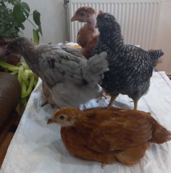 Кури  несучки продаю