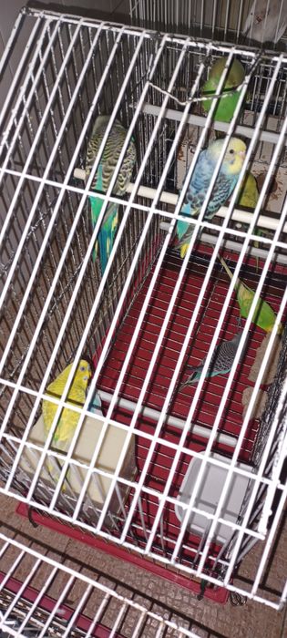 Vendo Periquitos Ingleses