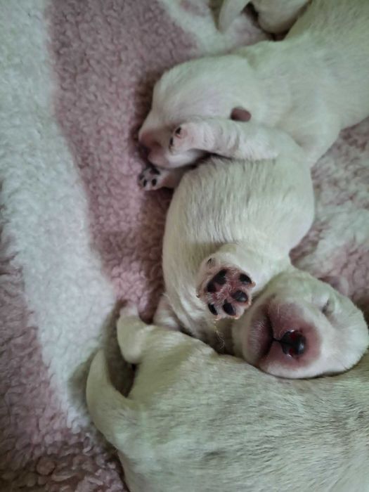 Szczeniak West Highland White Terrier FCI