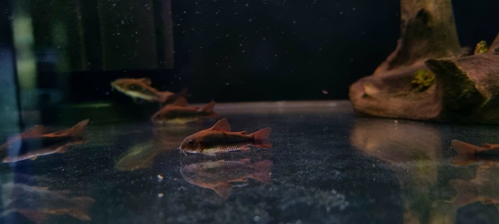 Kirysek czarny (corydoras black)