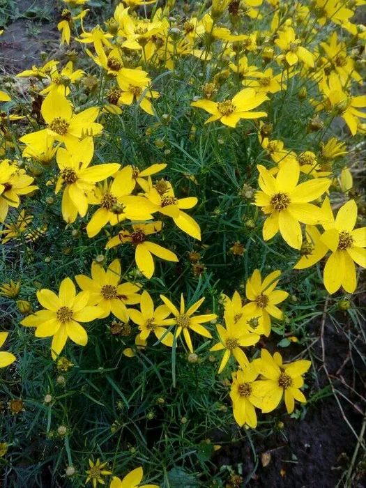 Котовник, іссоп,кніфофія, флокси, гвоздика, гравілат