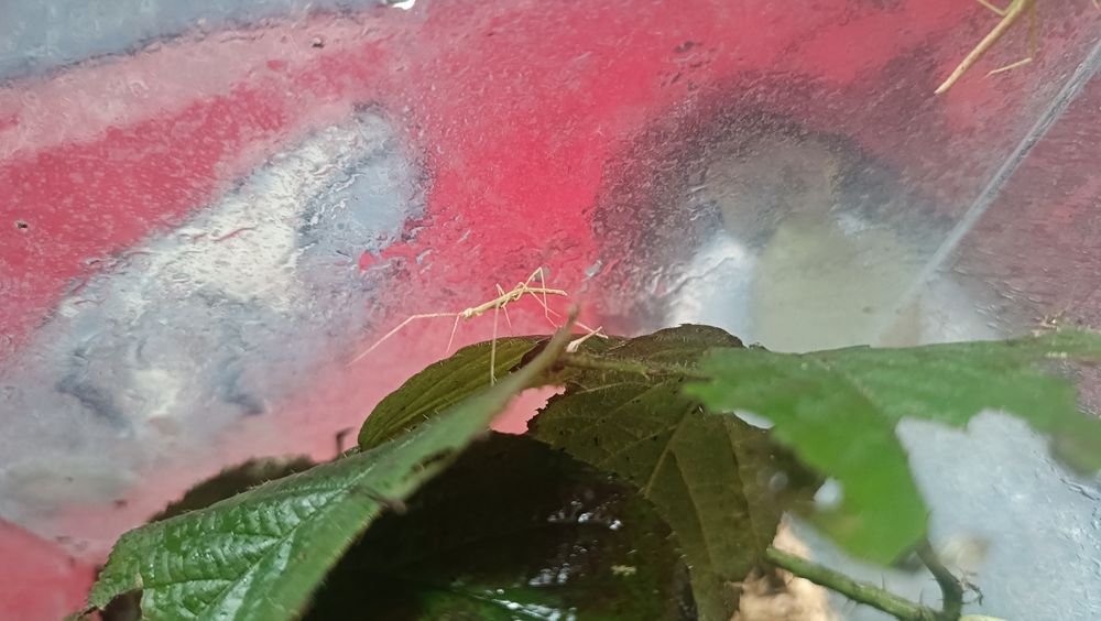 Oddam pilnie małe patyczaki nie wysyłam