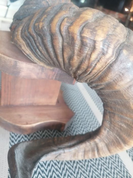 poroże Mufflona 40cm