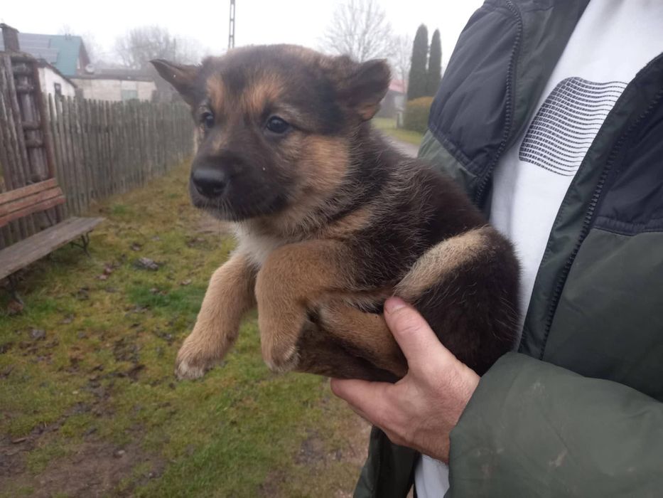 Oddam szczenięta, za darmo