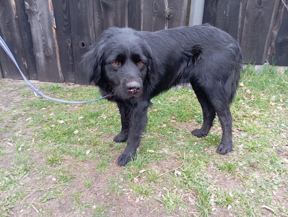 Znaleziono psa gmina wiskitki