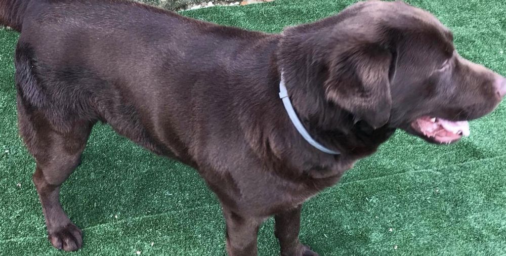 Labrador Chocolate
